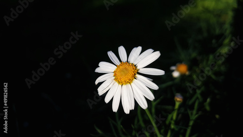 daisy flower in a dark forest