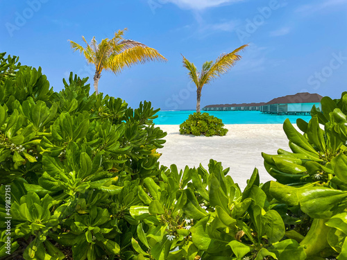 Maldives tropical plants and palm on beach. Blue sea background 