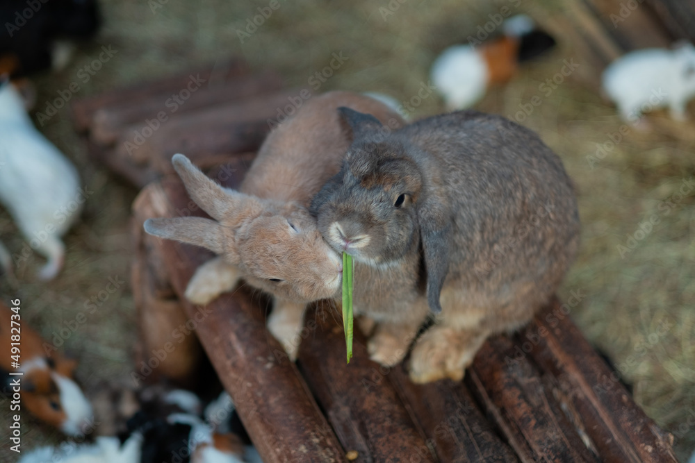 Obraz premium rabbit eating grass with bokeh background, bunny pet, holland lop
