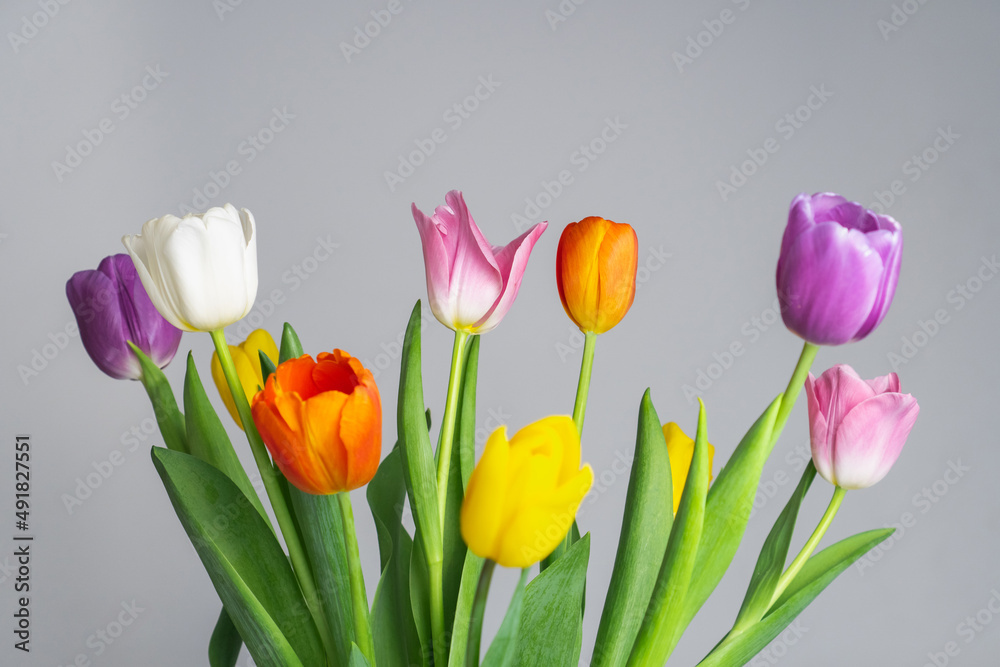 Bright violet yellow orange and white tulips flowers on gray background. Flat lay. Selective focus