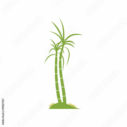 Sugar cane plant logo vector illustration design