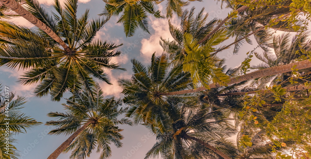 Copy space of tropical palm trees with sunset light on sky background. Tropical island beach, low point of view, inspirational motivational, happy relaxing vibes. Exotic nature landscape Copy space of tropical palm trees with sunset light on sky background. Tropical island beach, low point of view, inspirational motivational, happy relaxing vibes. Exotic nature landscape