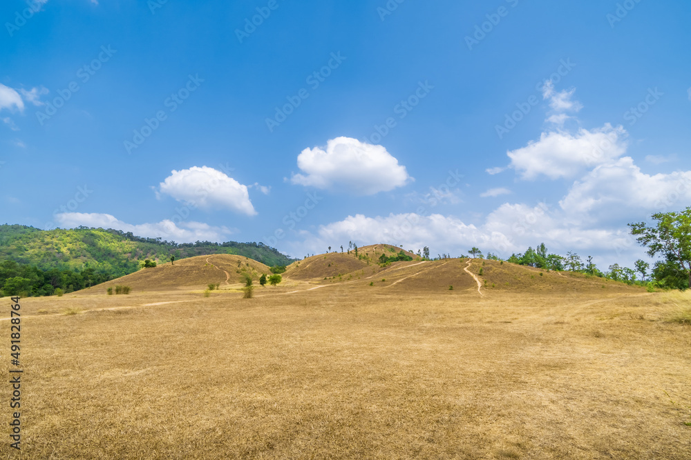 Golden grass meadow at Bald Hill mountain with summer cloud, scenic park in Ranong, Thailand