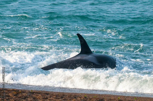 Killer whale hunting sea lions Peninsula Valdes  Patagonia Argentina