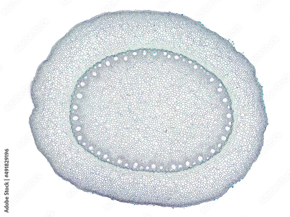 cross section cut slice of plant stem under the microscope – microscopic view of plant cells for botanic education