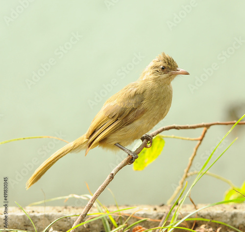 streak-eared bulbul on branch