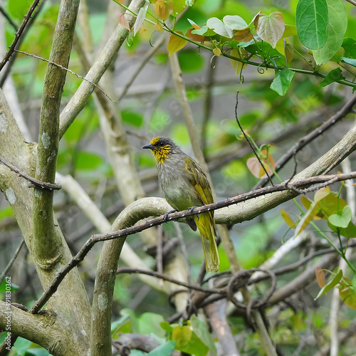 Bird (Stripe-throated Bulbul) on a branch