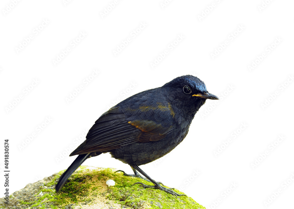 Bird White-tailed Robin isolated on white in Thailand Bird White-tailed Robin isolated on white in Thailand