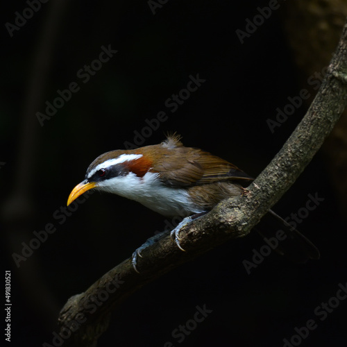 White-browed Scimitar-babbler (Po matorhinus schisticeps) on a branch, in nature photo