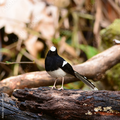 White-crowned Forktail ,nature in Thailand photo