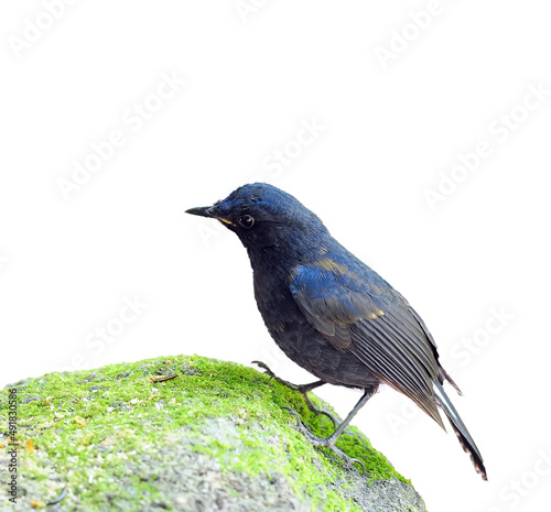 Bird White-tailed Robin isolated on White in Thailand