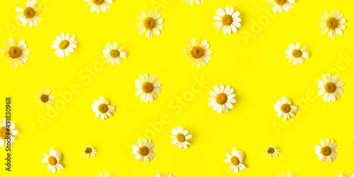 Natural pattern from fresh chamomiles on bright yellow background.Large banner.
