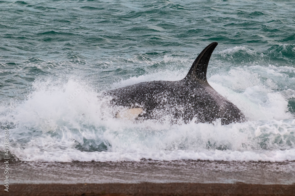 Fototapeta premium Killer whale hunting sea lions,Peninsula Valdes, Patagonia Argentina