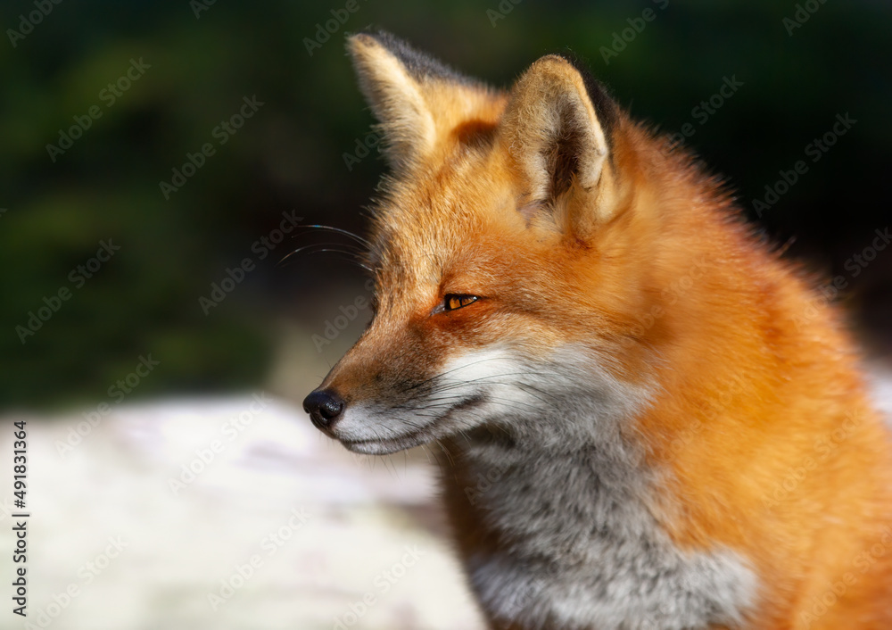 Closeup of a wild red fox (vulpes vulpes) in Algonquin Park, Canada