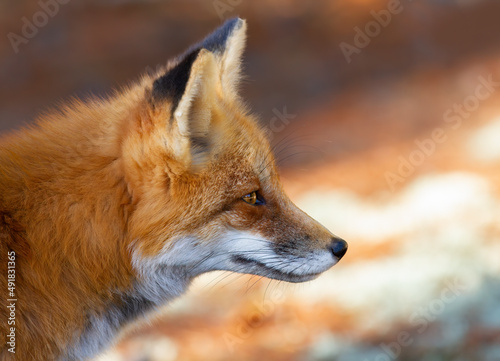 Fototapeta Naklejka Na Ścianę i Meble -  Closeup of a wild red fox (vulpes vulpes) in Algonquin Park, Canada