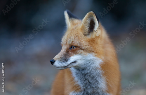 Closeup of a wild red fox (vulpes vulpes) in Algonquin Park, Canada © Jim Cumming