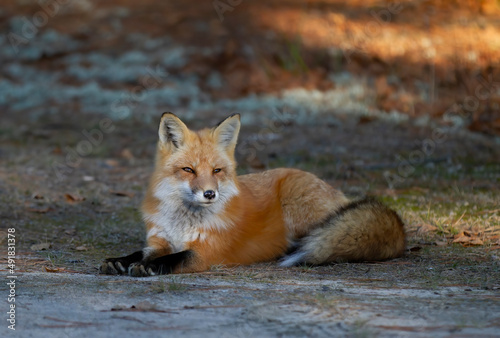 Red fox with a bushy tail resting in the forest in Algonquin Park , Canada in autumn