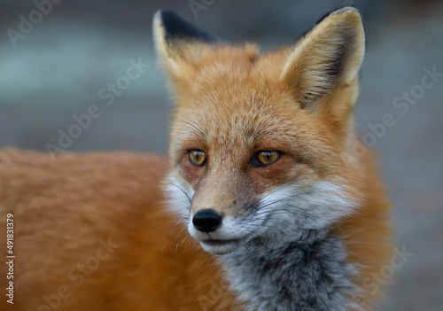Closeup of a wild red fox (vulpes vulpes) in Algonquin Park, Canada