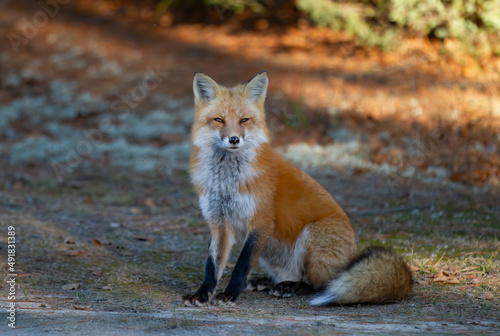 Red fox with a bushy tail walking in the forest in Algonquin Park   Canada in autumn