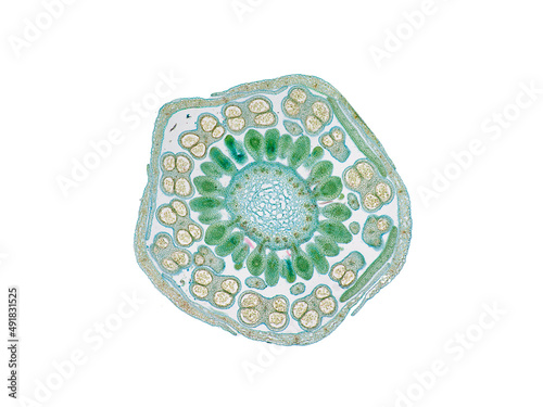 cross section cut slice of plant stem under the microscope – microscopic view of plant cells for botanic education