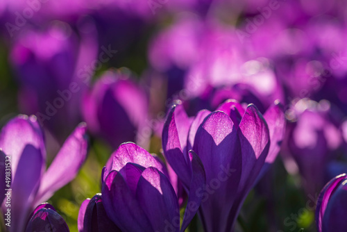 Close-up of a purple crocus in bloom against a blurred background in the evening