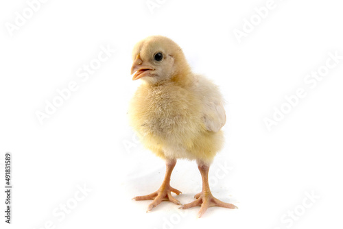 Small chicken isolated on white