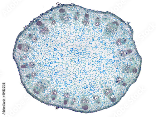 cross section cut slice of plant stem under the microscope – microscopic view of plant cells for botanic education photo