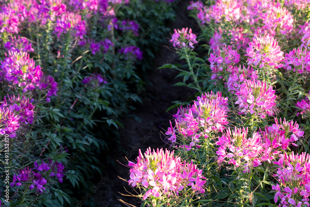 purple flowers in the field because of flowers beautiful full bloom The name of this flower is cleome sparkler lavender, grown on a farm in Thailand.