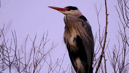 Ardeapurpurea, Purple heron, massive long-legged wading bird with long neck, curved beak sits high in tree, migration of birds of family Ciconiiformes, nest on coast lakes, seas, wildlife protection photo