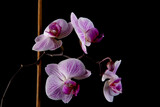 Pink orchid flower isolated on black