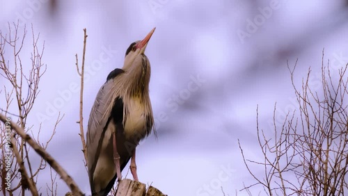 Ardeapurpurea, Purple heron, massive long-legged wading bird with long neck, curved beak sits high in tree, migration of birds of family Ciconiiformes, nest on coast lakes, seas, wildlife protection photo