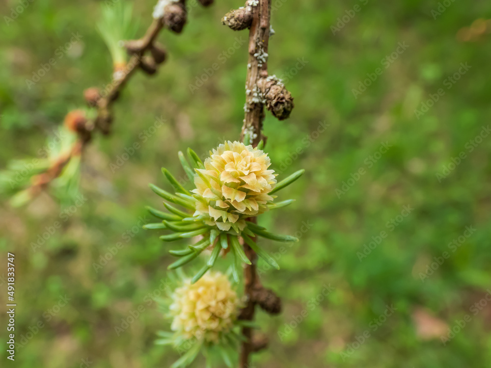 The young female cones of the Kurile larch (Larix gmelini var. japonica). The specific variety of the Dahurian larch or Gmelin larch The young female cones of the Kurile larch (Larix gmelini var. japonica). The specific variety of the Dahurian larch or Gmelin larch