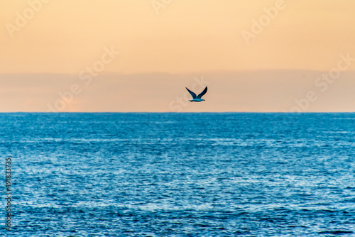 Atardecer en la costa con una gaviota volando, isla de Tenerife