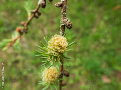The young female cones of the Kurile larch (Larix gmelini var. japonica). The specific variety of the Dahurian larch or Gmelin larch