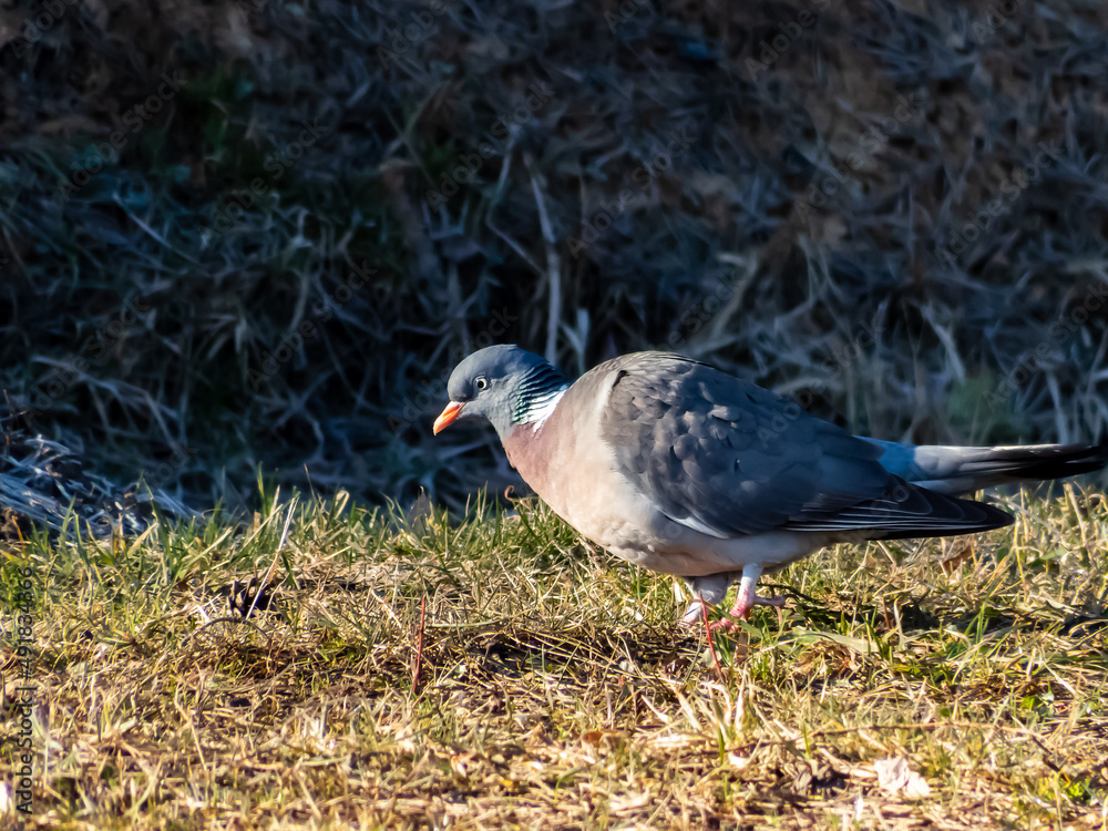 The common wood pigeon or woodpigeon (Columba palumbus) - grey with the white on its neck and wing and green and white patches on neck, and a pink patch on chest. The eye colour is pale yellow The common wood pigeon or woodpigeon (Columba palumbus) - grey with the white on its neck and wing and green and white patches on neck, and a pink patch on chest. The eye colour is pale yellow