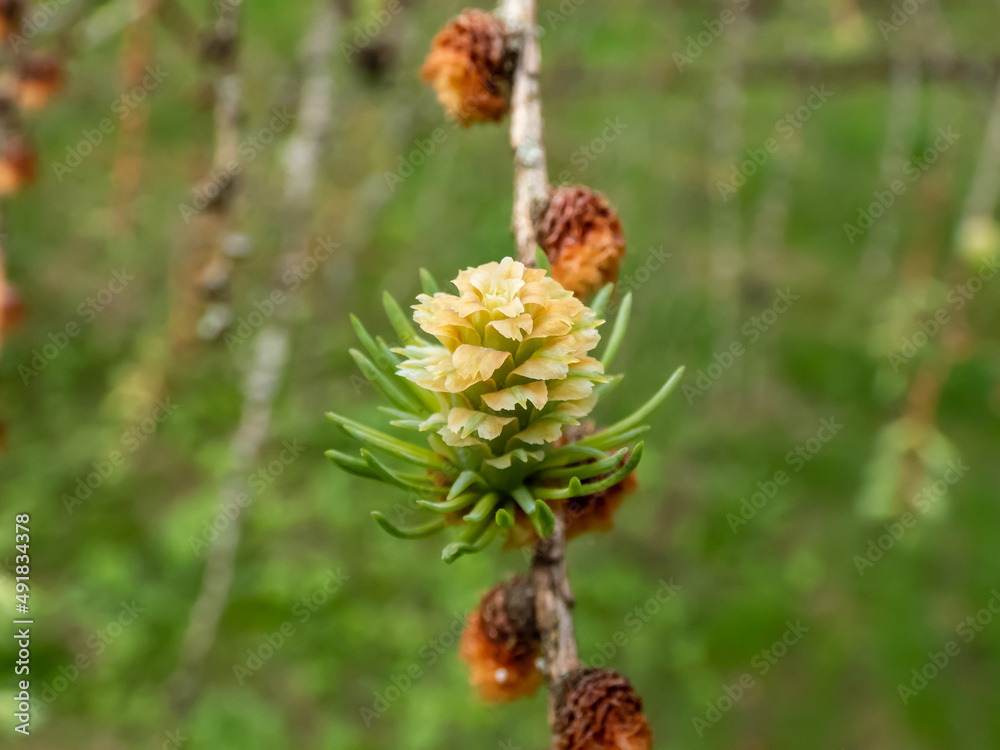 The young female cones of the Kurile larch (Larix gmelini var. japonica). The specific variety of the Dahurian larch or Gmelin larch The young female cones of the Kurile larch (Larix gmelini var. japonica). The specific variety of the Dahurian larch or Gmelin larch