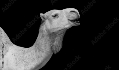 Foto Long Neck Camel Cute Face On Black Background