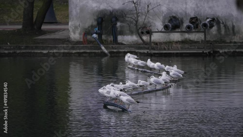 Slow-motion shot of seagulls on a lake, sitting in a line on a pipe that runs along the lake photo