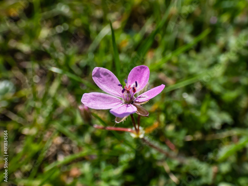 Macro shot of the bright pink flower - the common stork's-bill, redstem filaree, redstem stork's bill or pinweed (Erodium cicutarium) bloomin in summer in sunlight photo