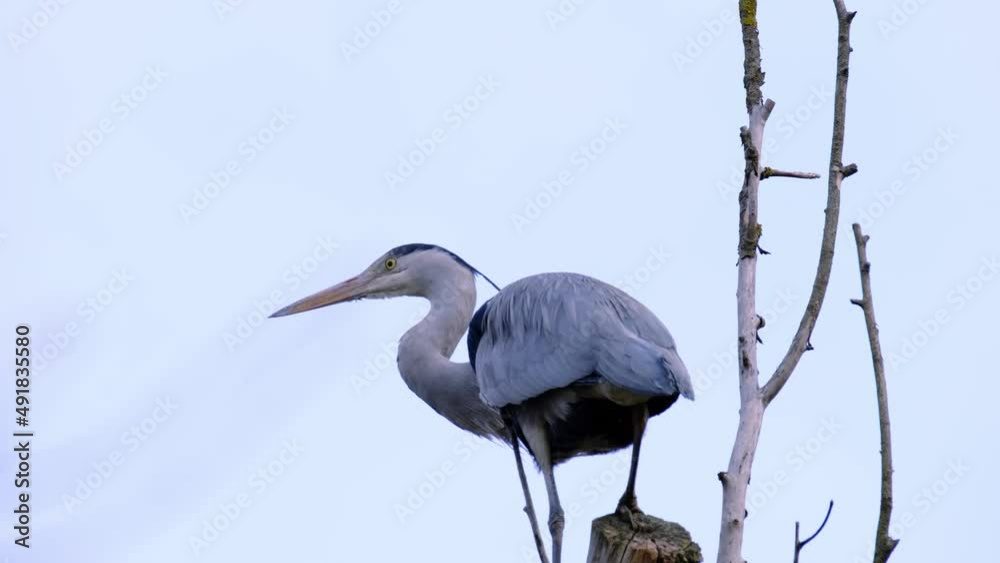 gray heront, Ardea cinerea, massive longlegged wading bird with long