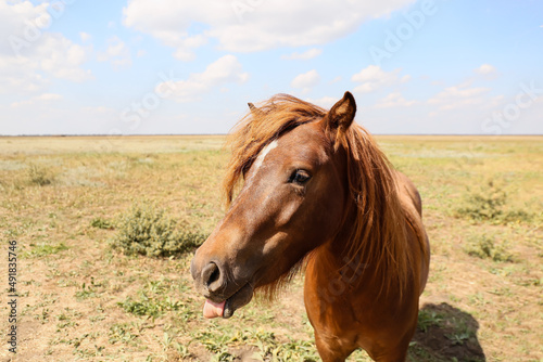 Cute pony horse in wildlife sanctuary