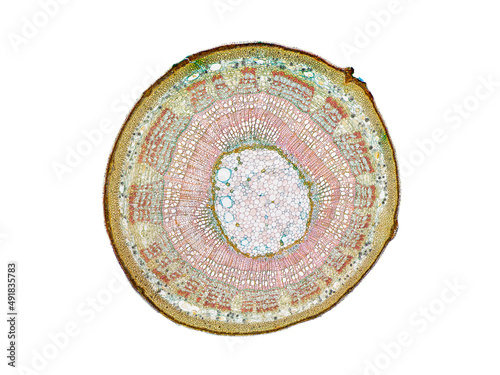 cross section cut slice of plant stem under the microscope – microscopic view of plant cells for botanic education