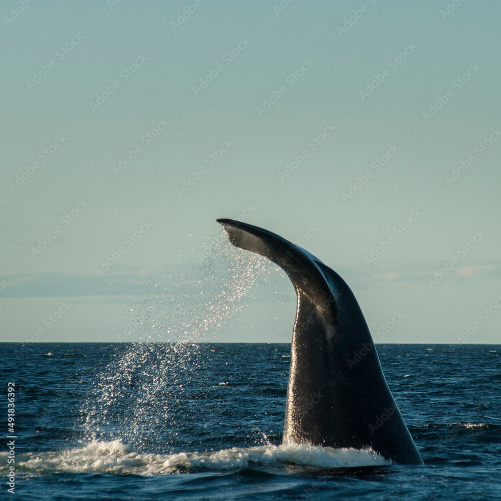 Obraz premium Sohutern right whale tail, endangered species, Patagonia,Argentina