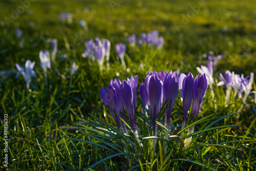 bright purple crocus flowers in the spring © 13threephotography