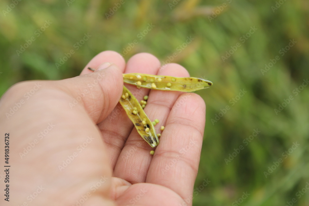 Closeup shot of mustard seeds in a hand
