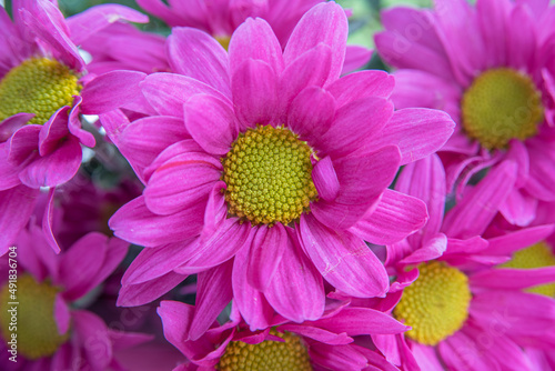 Pink flowers close up view