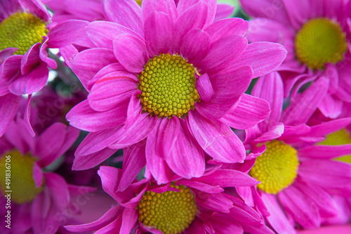 Pink flowers close up view