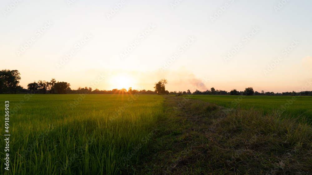 Obraz premium Rice fields with warm light in sunset, farmer Rice field griculture plant in autumn, farm plant in sunrise
