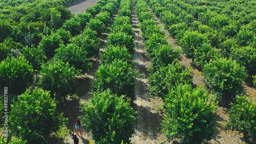 oranges ripening on the trees of an orchard.  orange trees plantation aerial view in Turkey.  Aerial views over top of rows of orange trees in plantation. Growing fruit trees. Drone shooting.
