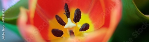 baner wnętrze tulipana czeronego